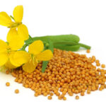 Mustard flower with seeds over white background